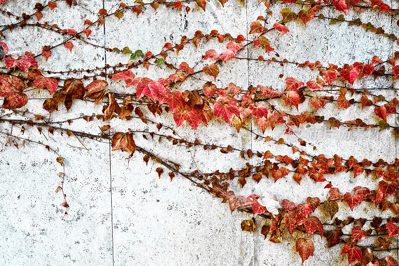 日本藤蔓，波士顿常春藤，葡萄常春藤，日本常春藤，和忍冬(Parthenocissus tricuspidata)在房子的墙上。